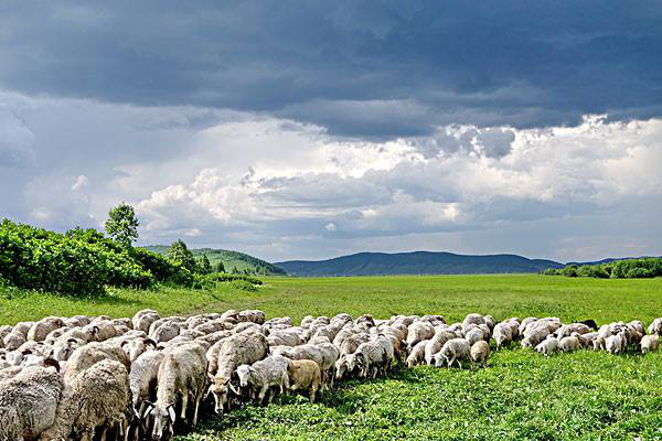 岳氏集團考察內(nèi)蒙古興安盟烏蘭浩特有機農(nóng)產(chǎn)品、中草藥種植等相關(guān)產(chǎn)業(yè)情況